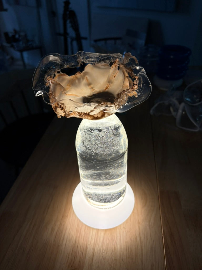 Glass Medusa